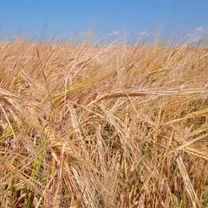 РФ приостанавливает реализацию зерновой сделки