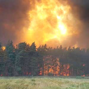 МЧС располагает информацией о поджогах в лесах Рязанской области