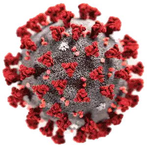 Глава Роспотребнадзора назвала «арктур» самым заразным из всех штаммов коронавируса