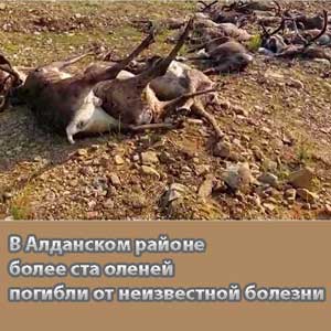 В Алданском районе более ста оленей погибли от неизвестной болезни