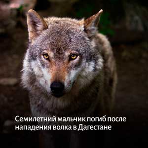 В Дагестане волк утащил в лес и загрыз семилетнего мальчика