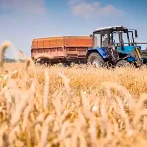 Египет расторг контракты на покупку 240 тыс. тонн украинской пшеницы