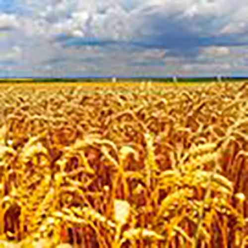 Индия намерена стать ведущим мировым экспортером пшеницы
