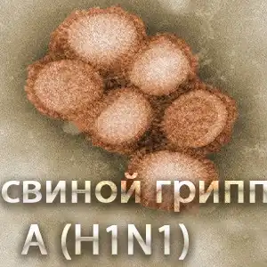 Число субъектов РФ, где обнаружен свиной грипп, возросло до 74